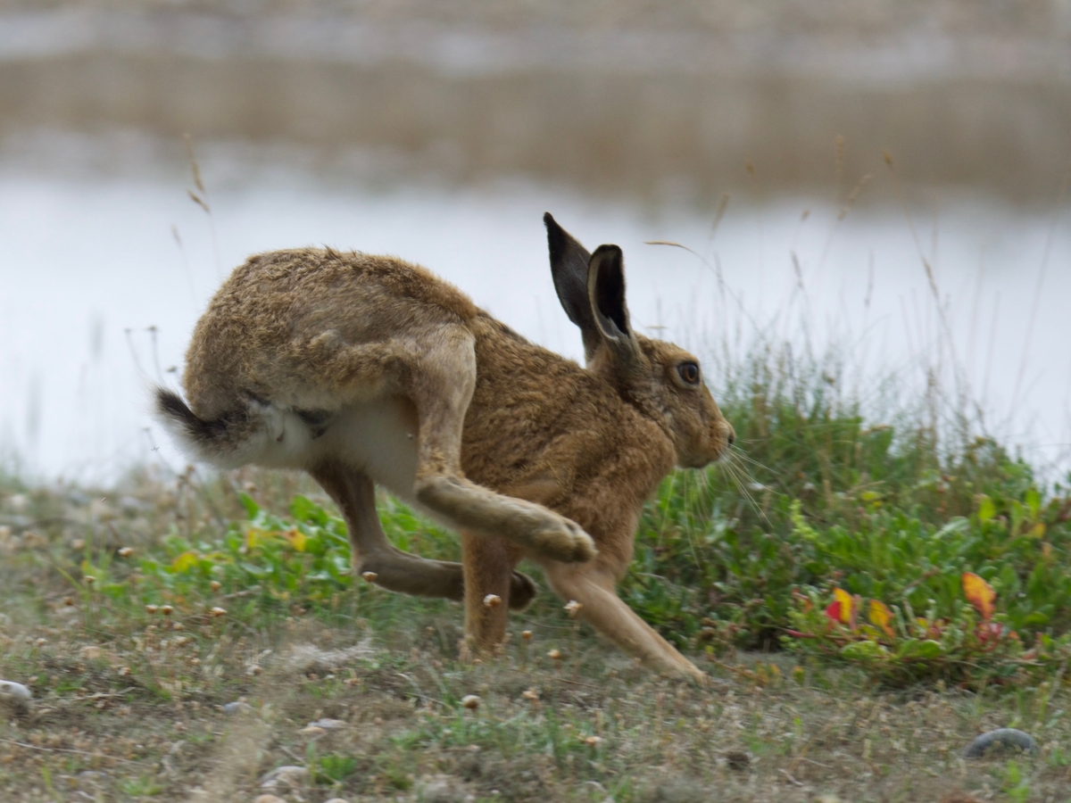 Hare Running - Jeff Cunningham